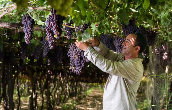 BekMirsagatov_grapes_17